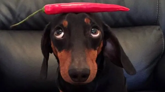 dog with chilli on head