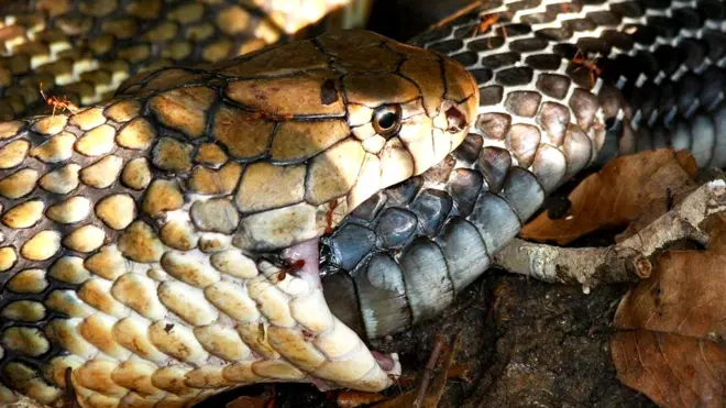 Самец королевской кобры