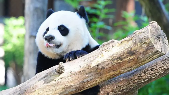Бэй-Бэй, родившийся в сентябре 2015 года - самая молодая панда в зоопарке Смитсониан