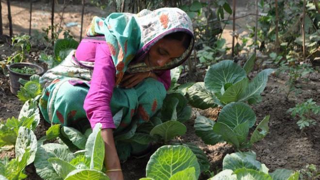 Une femme jardinant au Bangladesh