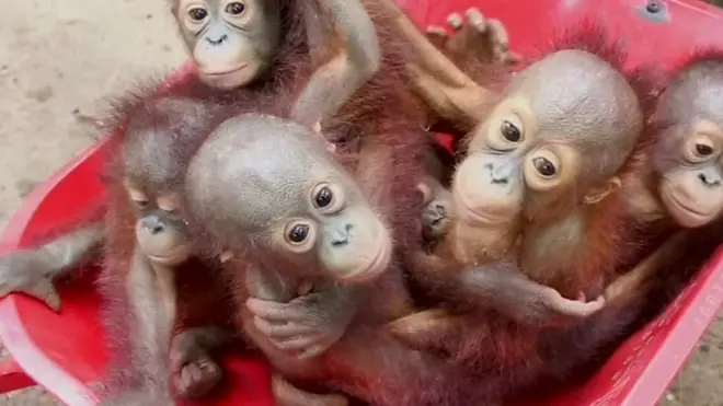 Planète: le spectre d'une "extinction de masse"