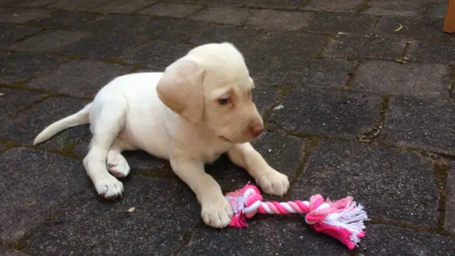 Sasha, a pale golden Labrador puppy, sits on the ground next to a bright pink chew toy