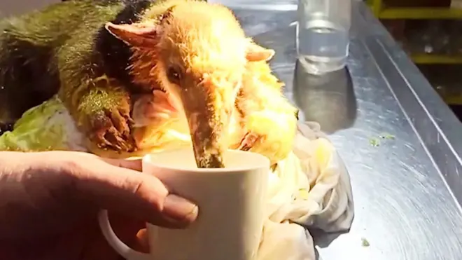 산불에서 구조된 개미핥기