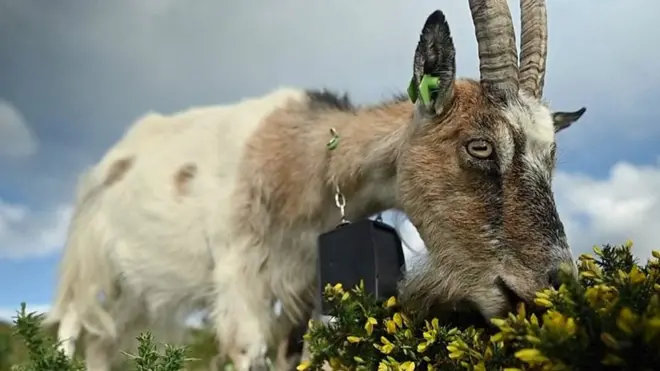Как козы спасают Ирландию от лесных пожаров
