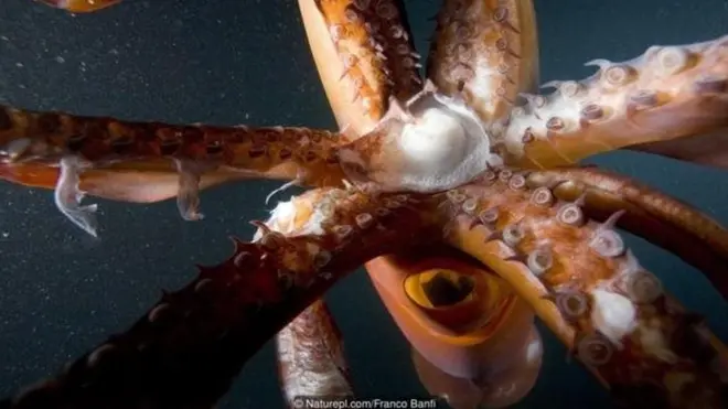 Cumi-cumi Humboldt termasuk hewan unik yang muncul ke permukaan setiap malam.