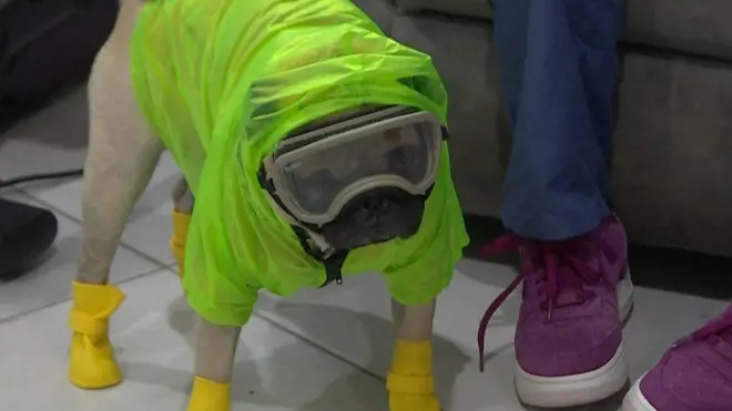 Mops u meksičkoj bolnici