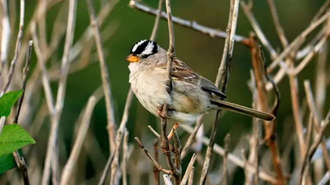 The white-crowned sparrow is a common sight in North America