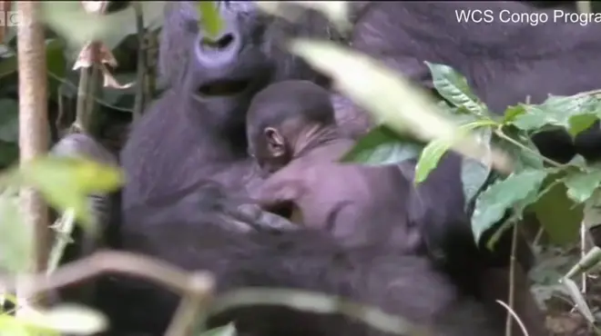 瀕危大猩猩的珍貴視頻資料