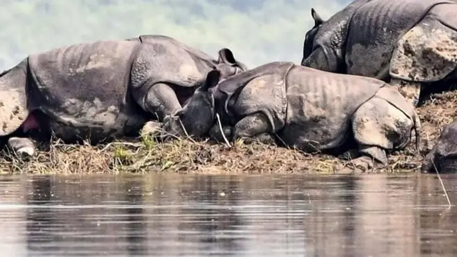 કાઝીરંગા નેશનલ પાર્ક