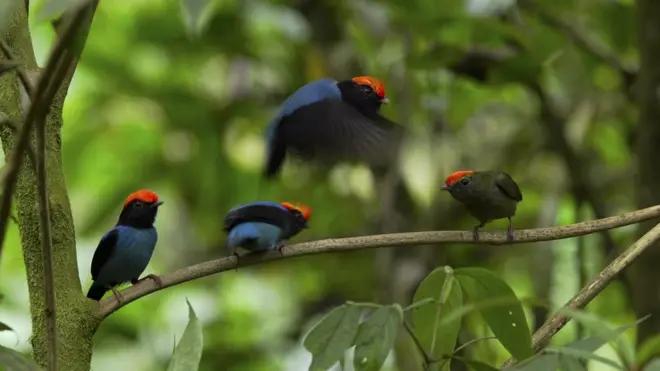 Cena da dança do tangará, retratada no documentário Our Planet, lançadoaplicativo sportingbet ioabril pela Netflix; na imagem, um macho jovem faz o papel da fêmea, no que parece ser um ensaio