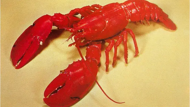 Lobster