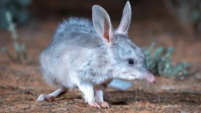 bilby