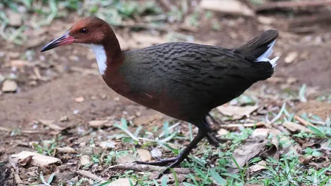 Al no tener predadores de que escapar, estas aves fueron perdiendo la capacidad de volar.
