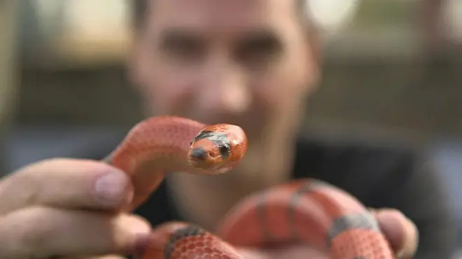 Steve Ludwin com uma cobra