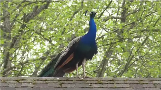 ကနေဒါမှာ ဒေါင်းတွေ သောင်းကျန်းနေ