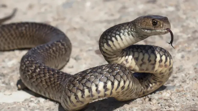 Eastern brown snake