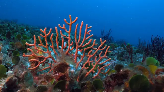 आंग्रिया बँक