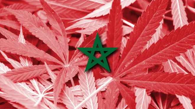 الحكومة المغربية بصدد مناقشة مشروع قانون يقنن "الاستعمالات المشروعة للقنب الهندي"