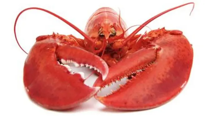 lobsters