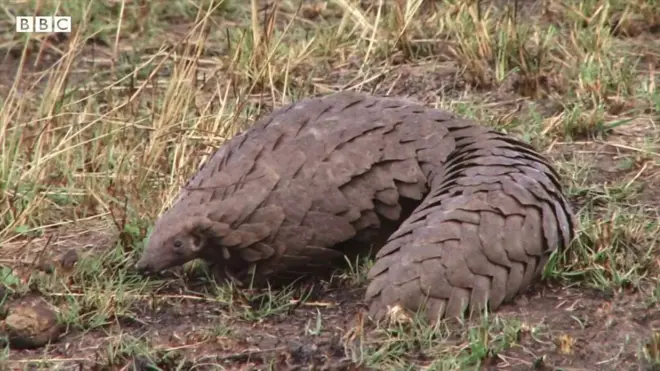 पैंगोलिन