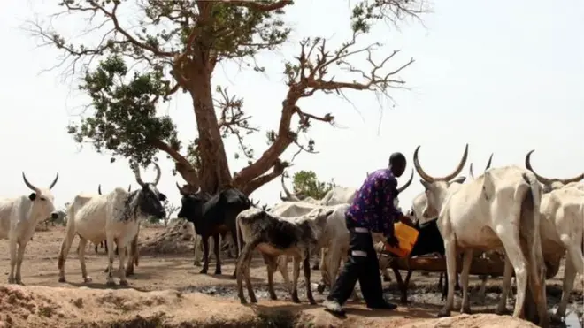 Ha na-ebo ndị na-achị ehi ogbugbu ọtụtụ mmadụ n'ala Igbo