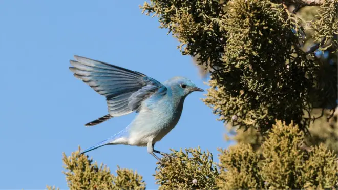 A mountain bluebird feeds on juniper berries in New Mexico