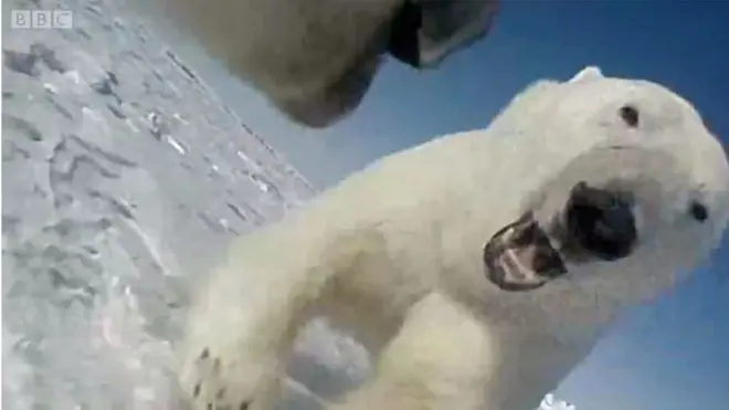 ホッキョクグマの目に映る世界　首にGPSカメラ