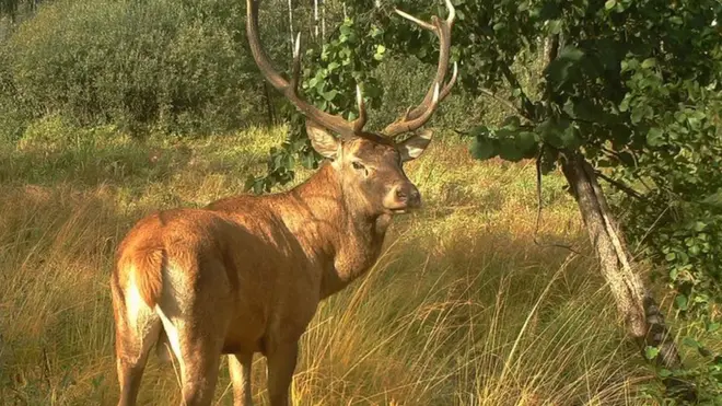 Величественные олени Чернобыльской зоны
