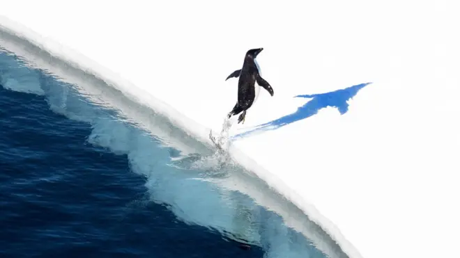 پنگوئن آدلی در دریای راس