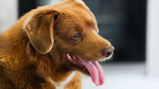Bobi, world's oldest dog ever, looks on during birthday party after turning 31, in rural village of Conqueiros, Leiria, central Portugal, on 13 May 2023
