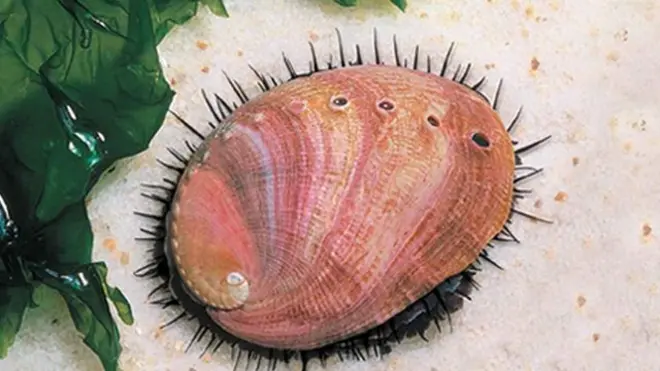 Además de ser supuestamente afrodisíaco, el abalón rojo tiene otras importantes cualidades.