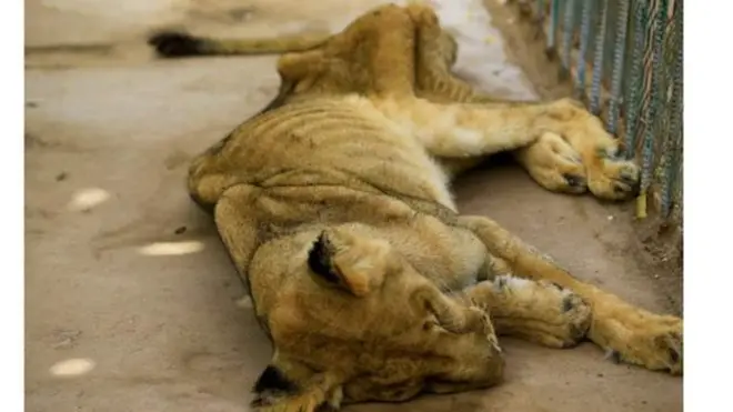 ብጥምየት ዝሳቐ ዘሎ ኣንበሳ ኣብ መካነ-እንስሳ ካርቱም