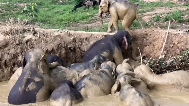 Elefantes en un pantano