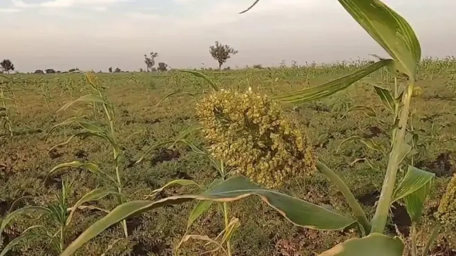 ज्वार बाजरा