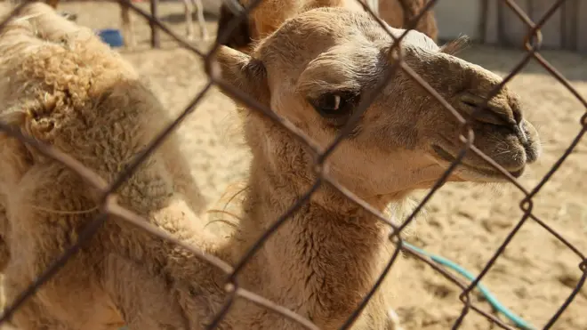 جمل في سوق قطري للجمال عام 2011