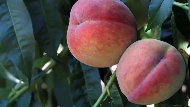 В Россию вернутся, в частности, турецкие нектарины