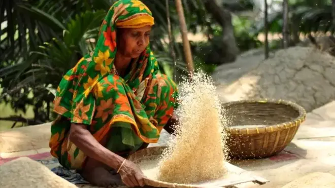 बांग्लादेश में खाद्य उत्पादन आज़ादी के बाद से तीन गुना हो गया है