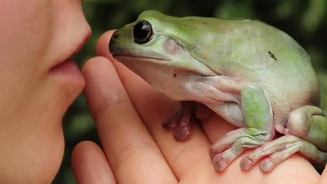 که شهزادګۍ چونګښه ښکل کړې نه وی، نه به یې خپل ارمان پوره شوی و او نه به بیا شهزاده شهزاده شوی و.