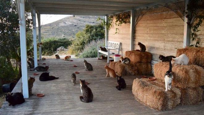 고양이로 가득한 그리스 시로스 섬 ''신의 작은 사람들 고양이 보호소'