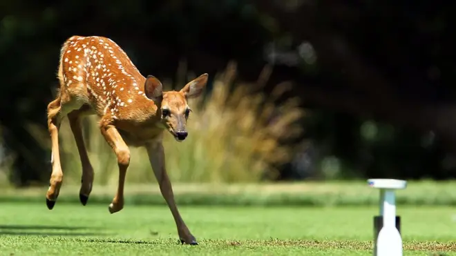 Seekor rusa kecil melompat saat pertandingan babak pertama turnamen Marathon LPGA Classic di Highland Meadows Golf Club diSylvania, Ohio, AS, Minggu, 12 Juli 2018.