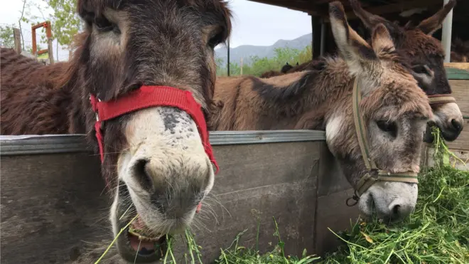 Na farmi u Martinićima, magarcima se ugađa, ali i oni uzvraćaju