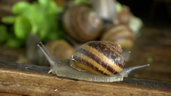 शङ्केकीरा