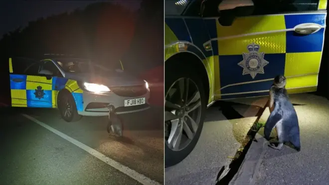 The penguin, nicknamed Po-Po, was plodding along a village street in Strelley when police picked the bird up on Sunday morning