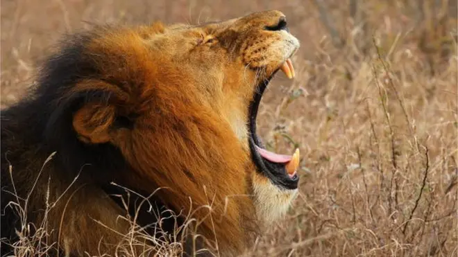 Los leones devoraron al cazador en un parque de la provincia de Limpopo.