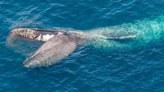 Paus biru menelan 40 juta 'krill' setiap hari untuk menyokong badan besarnya.