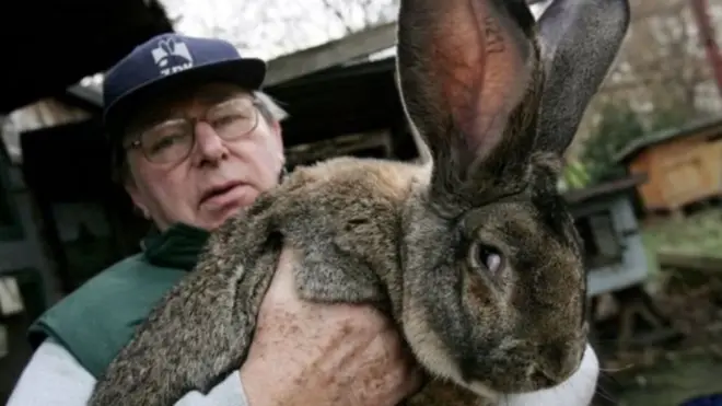 гігантський кролик