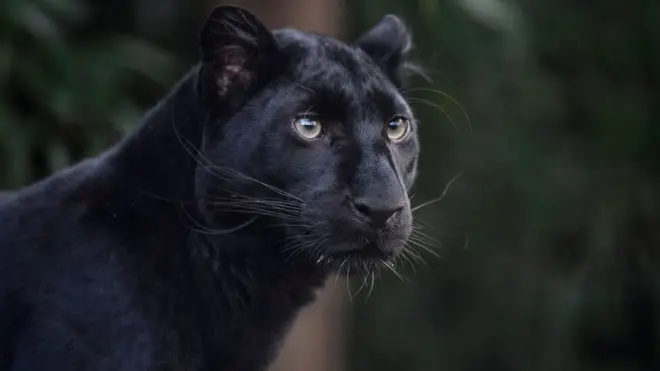 Crni panter (ilustracija)