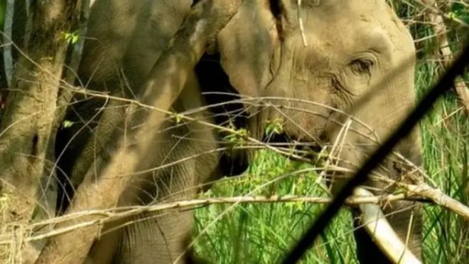 धुर्बे हात्ती