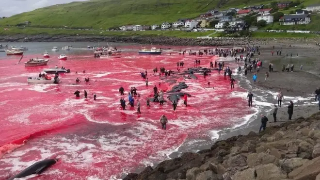 મૃતક વ્હેલના લોહીથી દરિયાનુ પાણી લાલ થઈ ગયુ હતુ.