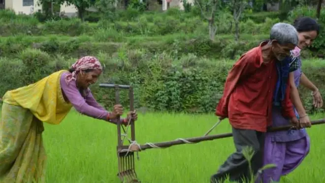 उत्तराखंड की खेती